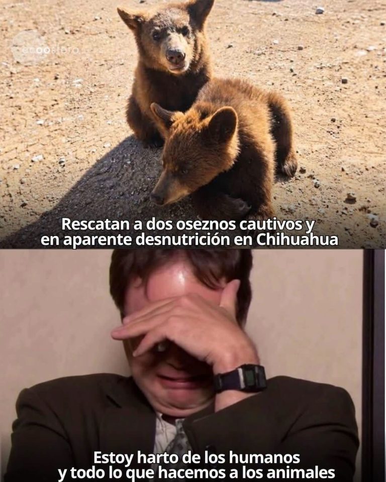 Dos oseznos rescatados en Chihuahua vivían en cautiverio y desnutrición