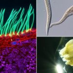 Dr. Ning Xu gana Nikon Small World 2026 con imágenes de cilias en PCD, destacando la belleza microscópica en la ciencia