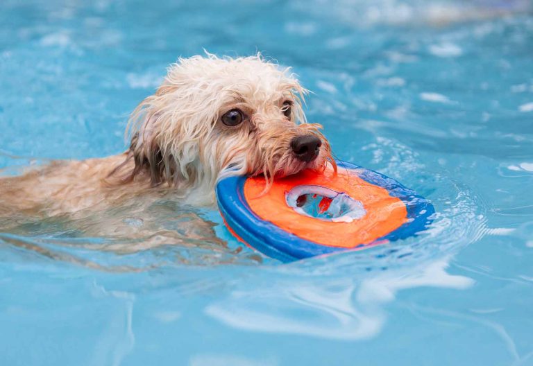 ¿El cloro de la piscina es malo para los perros?