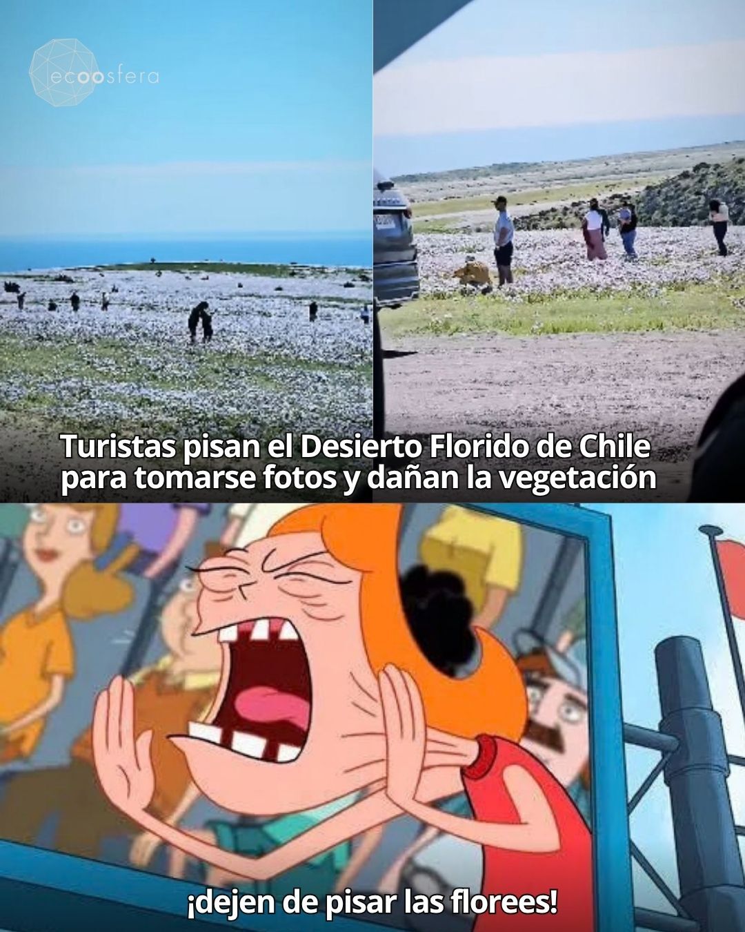 El Desierto Florido de Atacama florece cada años y los turistas lo están acabando en días El Desierto Florido de Atacama florece cada años y los turistas lo están acabando en días