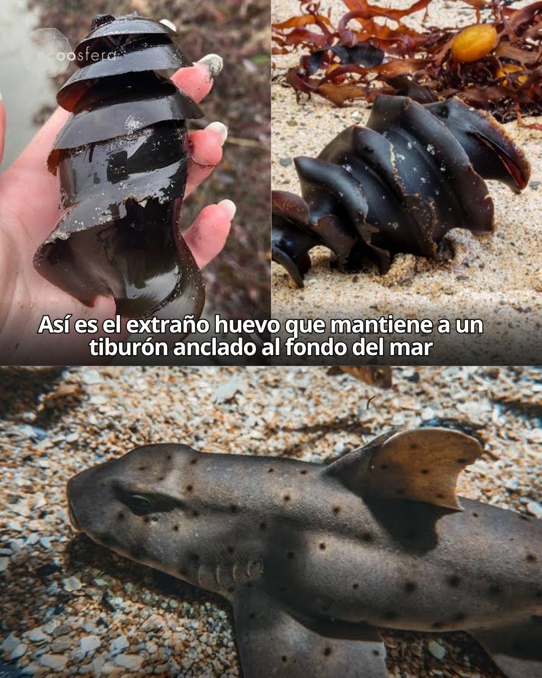 El huevo del tiburón cuerno tiene forma de tornillo y hay una razón perfecta El huevo del tiburón cuerno tiene forma de tornillo y hay una razón perfecta