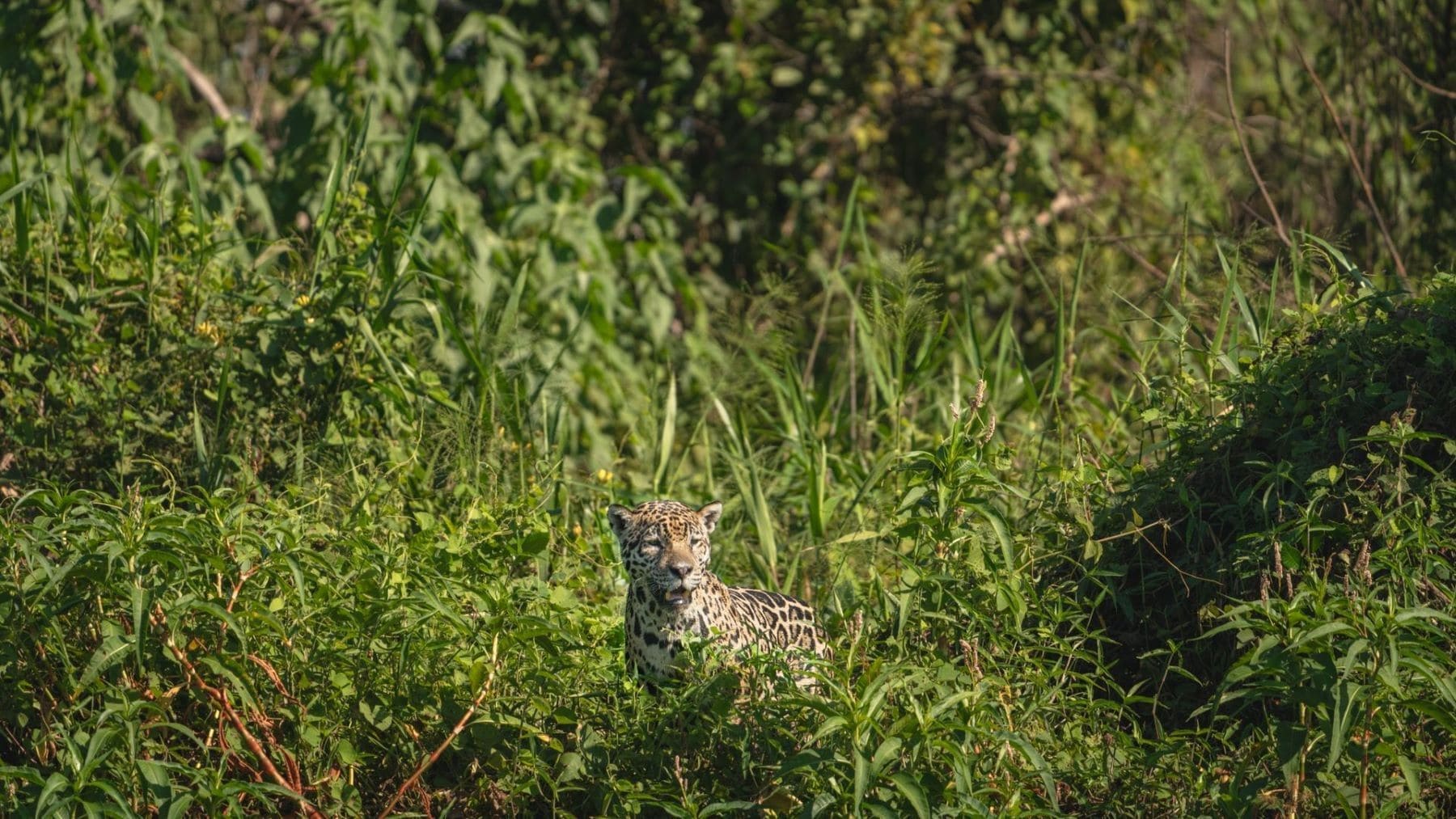 El jaguar ya tiene un mapa genético: ahora falta medir sus poblaciones El jaguar ya tiene un mapa genético: ahora falta medir sus poblaciones