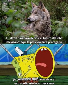 El lobo mexicano tiene 90 días antes de perder su protección federal