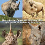 El rinoceronte sobrevivió a los dinosaurios, pero no a los humanos