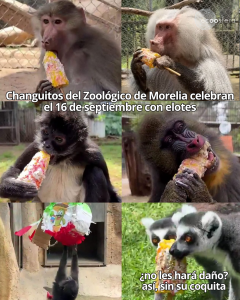 El zoológico de Morelia le dio elotes y piñatas a sus monos y esto pasó