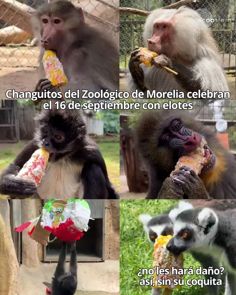 El zoológico de Morelia le dio elotes y piñatas a sus monos y esto pasó