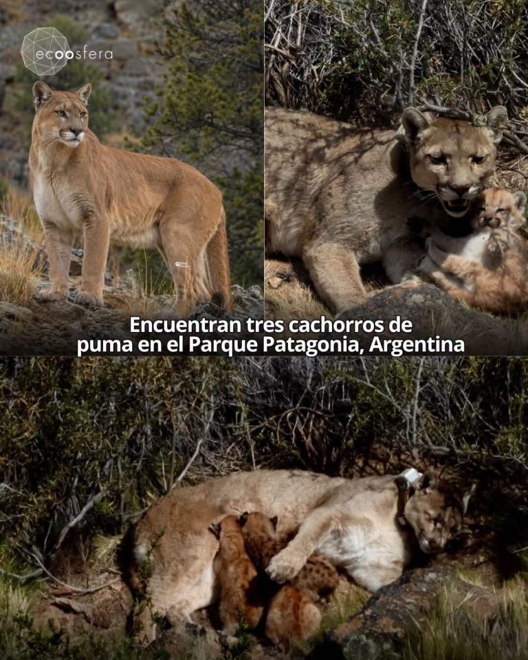 Encontraron tres cachorros de puma recién nacidos en la Patagonia argentina
