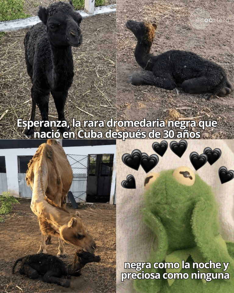 Esperanza: la dromedaria negra que nació en el zoo de Cuba en crisis