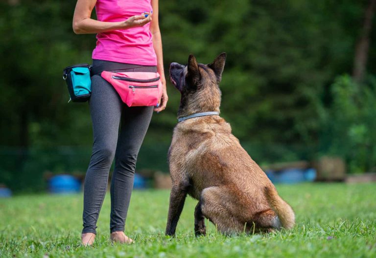 Etólogo canino: qué es, cuándo lo necesita un perro y diferencias con un adiestrador