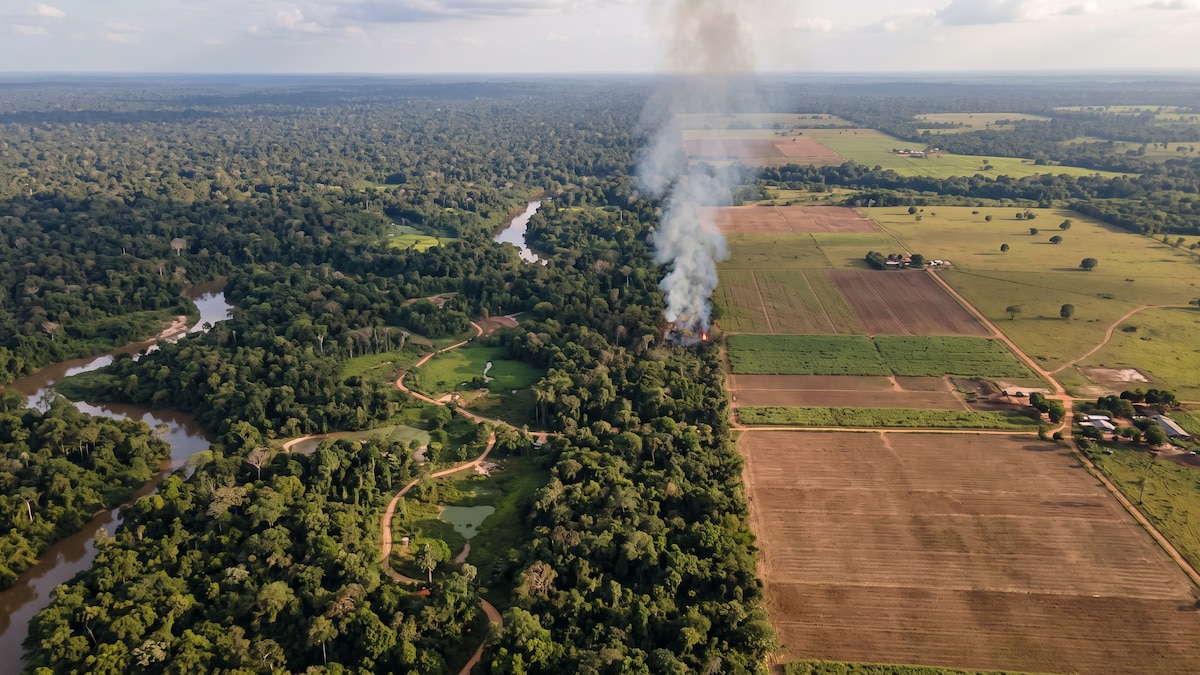 Evitar incendios es la clave para la protección de bosques los amazónicos y de la biodiversidad Evitar incendios es la clave para la protección de bosques los amazónicos y de la biodiversidad
