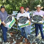 Exportación de piña deja más de G. 2.500 millones a productores