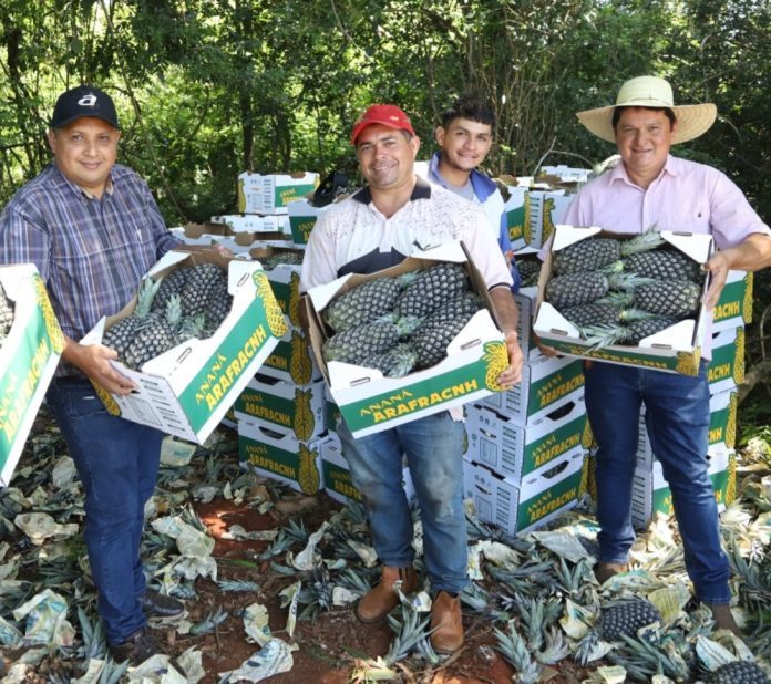 Exportación de piña deja más de G. 2.500 millones a productores