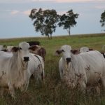 Fiebre aftosa: APPEC advierte sobre el riesgo económico para las exportaciones de carne
