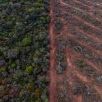 Greenpeace funda una República y busca ciudadanos para salvar la Ley de Bosques 