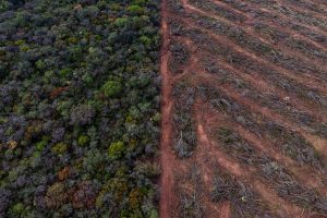Greenpeace funda una República y busca ciudadanos para salvar la Ley de Bosques 