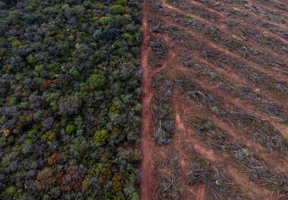 Greenpeace funda una República y busca ciudadanos para salvar la Ley de Bosques 