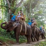 Indonesia prohíbe los paseos en elefante y limita actividades turísticas con los paquidermos