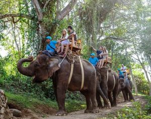 Indonesia prohíbe los paseos en elefante y limita actividades turísticas con los paquidermos