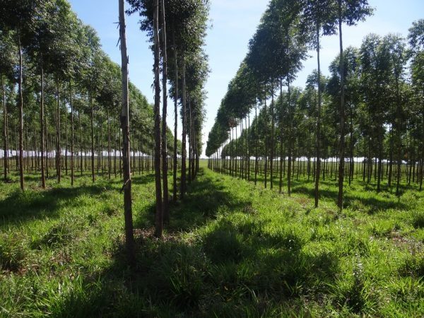 Inversión forestal de USD 200 millones busca industrializar madera y ampliar las exportaciones Inversión forestal de USD 200 millones busca industrializar madera y ampliar las exportaciones