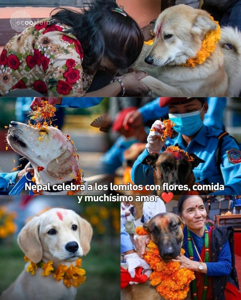 Kukur Tihar: el festival de Nepal que honra a sus perros