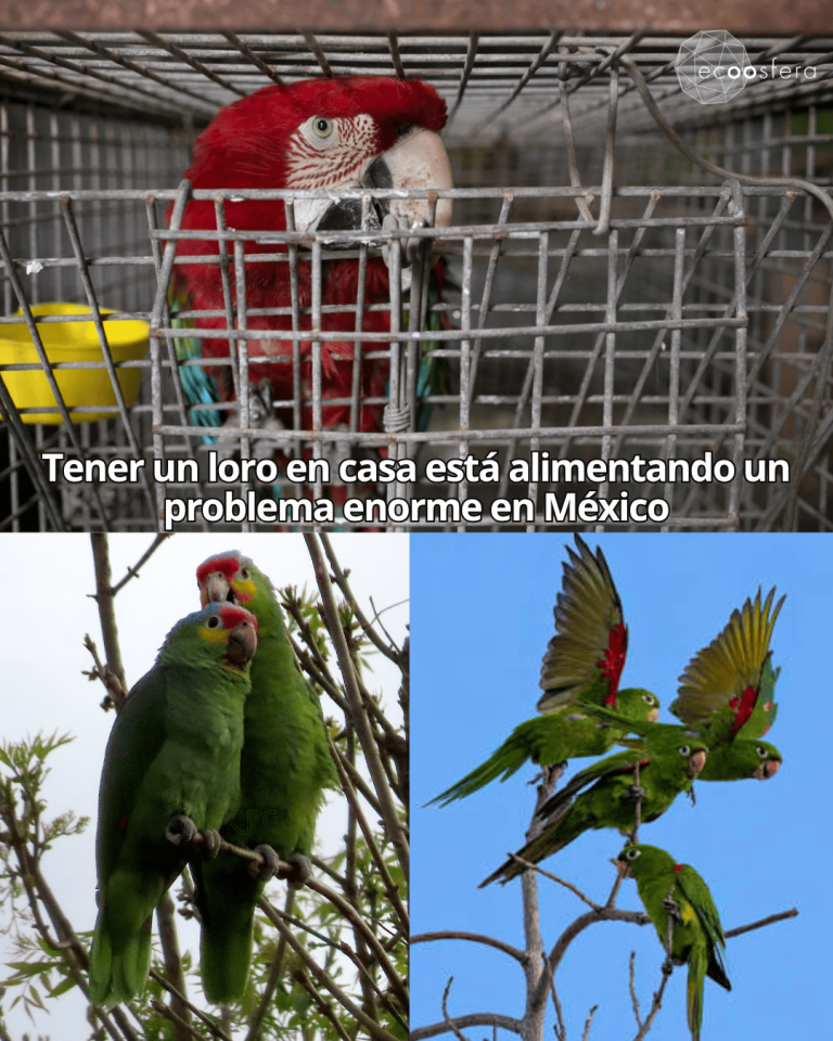 La clase media mexicana sostiene el mercado ilegal de loros que la ley no pudo frenar