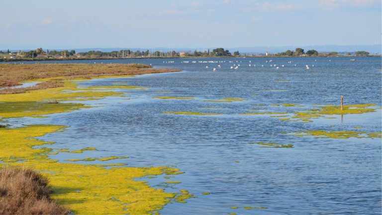 La contaminación de l’Albufera ya no encuentra salida