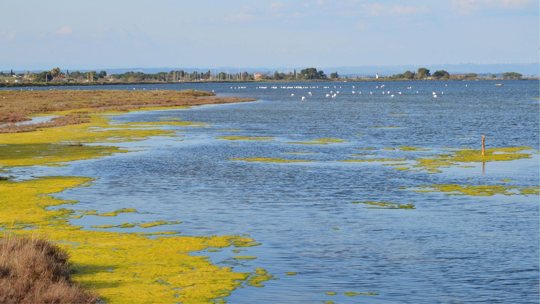 La contaminación de l’Albufera ya no encuentra salida La contaminación de l’Albufera ya no encuentra salida
