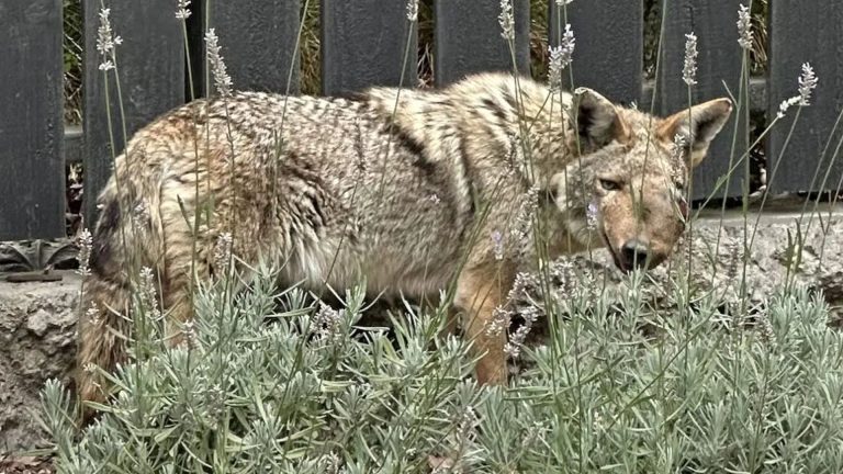La coyote Wendy sobrevivió meses con dos perdigones en la cabeza, pero nadie pudo salvarla
