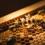 La danza de las abejas: el mapa secreto que bailan para encontrar flores