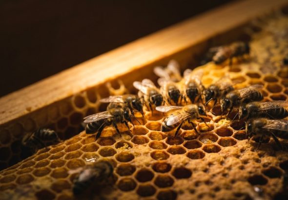 La danza de las abejas: el mapa secreto que bailan para encontrar flores