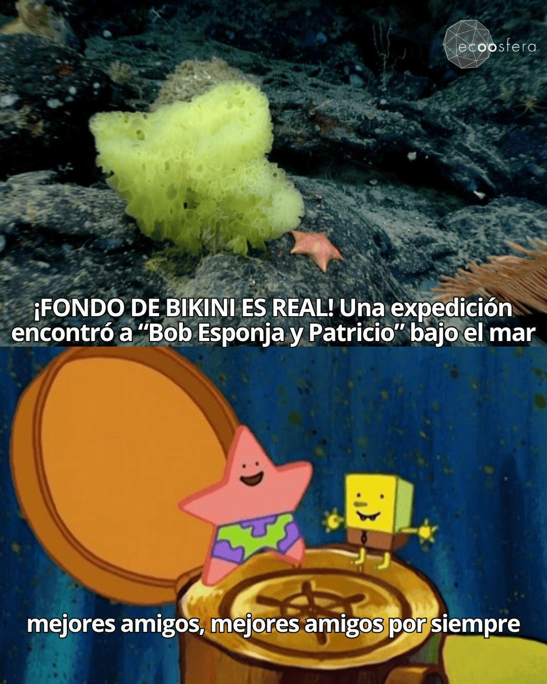 La NOAA encontró a Bob Esponja y Patricio reales a 1,900 metros de profundidad La NOAA encontró a Bob Esponja y Patricio reales a 1,900 metros de profundidad