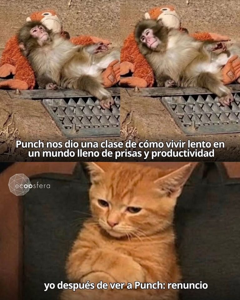 La siesta de Punch al sol es lo más cercano a la felicidad que verás hoy
