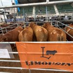 Limousin Argentina obtuvo la medalla de plata en la 2ª edición del Campeonato Mundial de la Carne