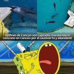 Los 9 delfines varados en un delfinario clausurado de Cancún