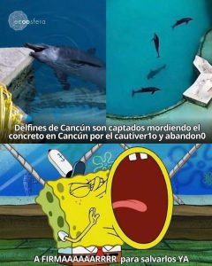 Los 9 delfines varados en un delfinario clausurado de Cancún