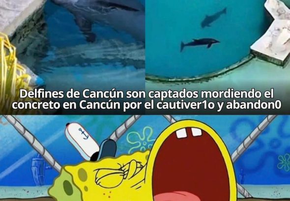 Los 9 delfines varados en un delfinario clausurado de Cancún
