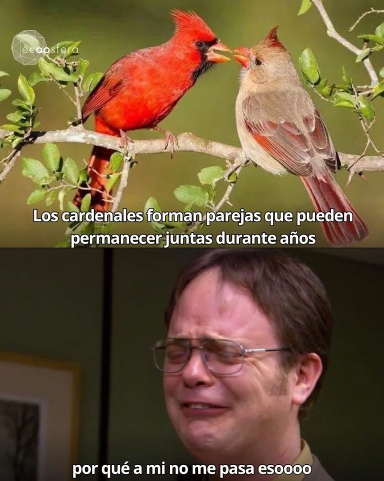 Los cardenales son más románticos que cualquier persona que hayas amado