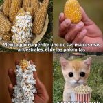 México importa las palomitas que consume mientras deja morir el maíz que las inventó