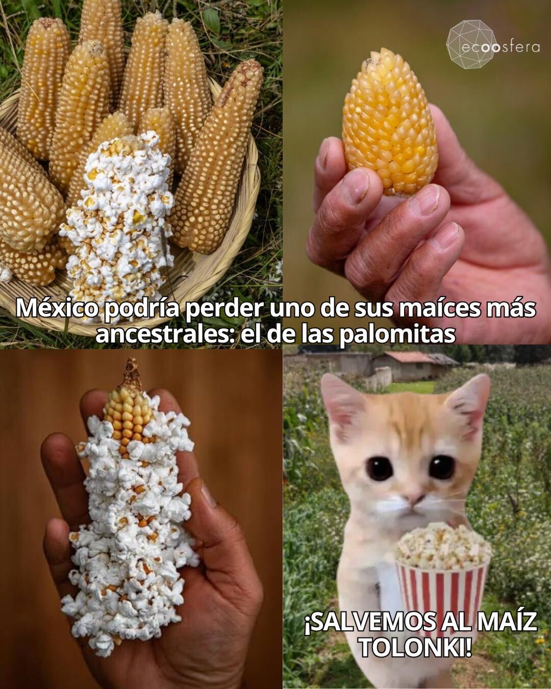 México importa las palomitas que consume mientras deja morir el maíz que las inventó México importa las palomitas que consume mientras deja morir el maíz que las inventó