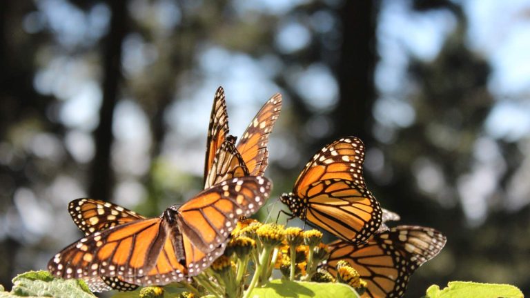 México — Migración de mariposas monarca: recorren 4,800 km a México y ocupan 64% más de superficie en invierno 2025-2026