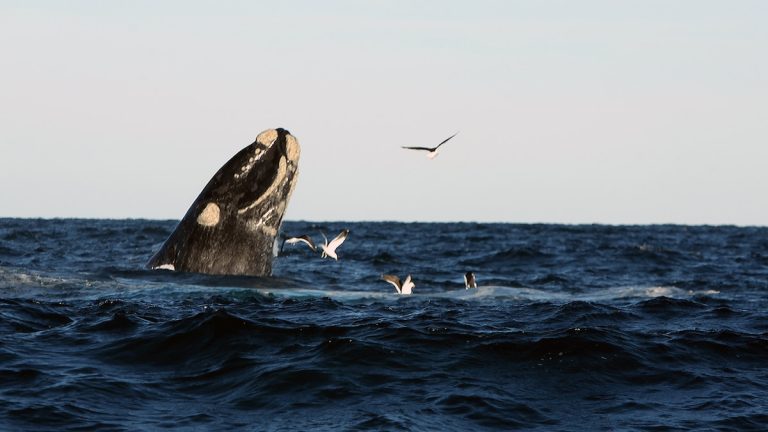 Muertes de ballenas en la Patagonia: una posible amenaza bacteriana preocupa a las científicos y autoridades