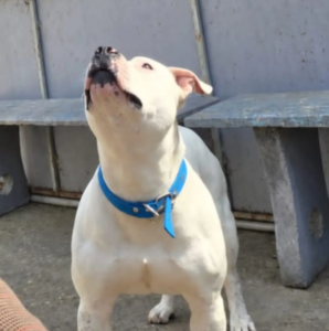 ONG de Paraná asume la guarda de un pitbull que iba a ser sacrificado