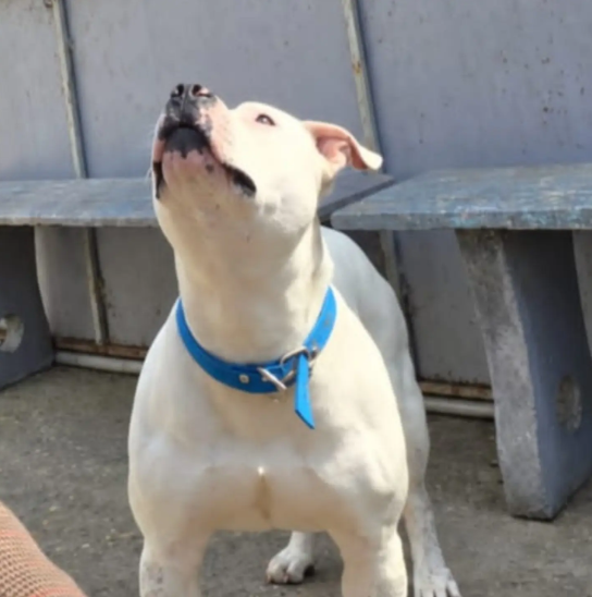 ONG de Paraná asume la guarda de un pitbull que iba a ser sacrificado