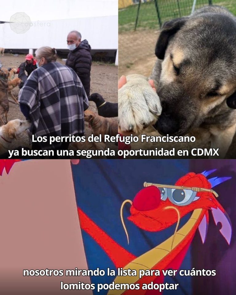 Perros del Refugio Franciscano: cómo adoptarlos en CDMX desde hoy