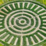 Perú — Recuperan en Perú una técnica agrícola ancestral a 3.800 metros de altitud que ya da su primera cosecha de papas y protege los cultivos de las heladas sin motores ni cables