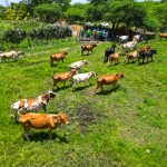 Plan de Caracterización del Ganado Bovino avanza en el Zulia: Abordaron 7.800 predios