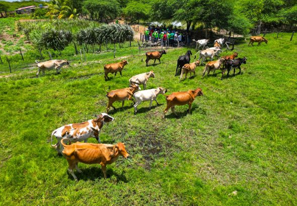 Plan de Caracterización del Ganado Bovino avanza en el Zulia: Abordaron 7.800 predios
