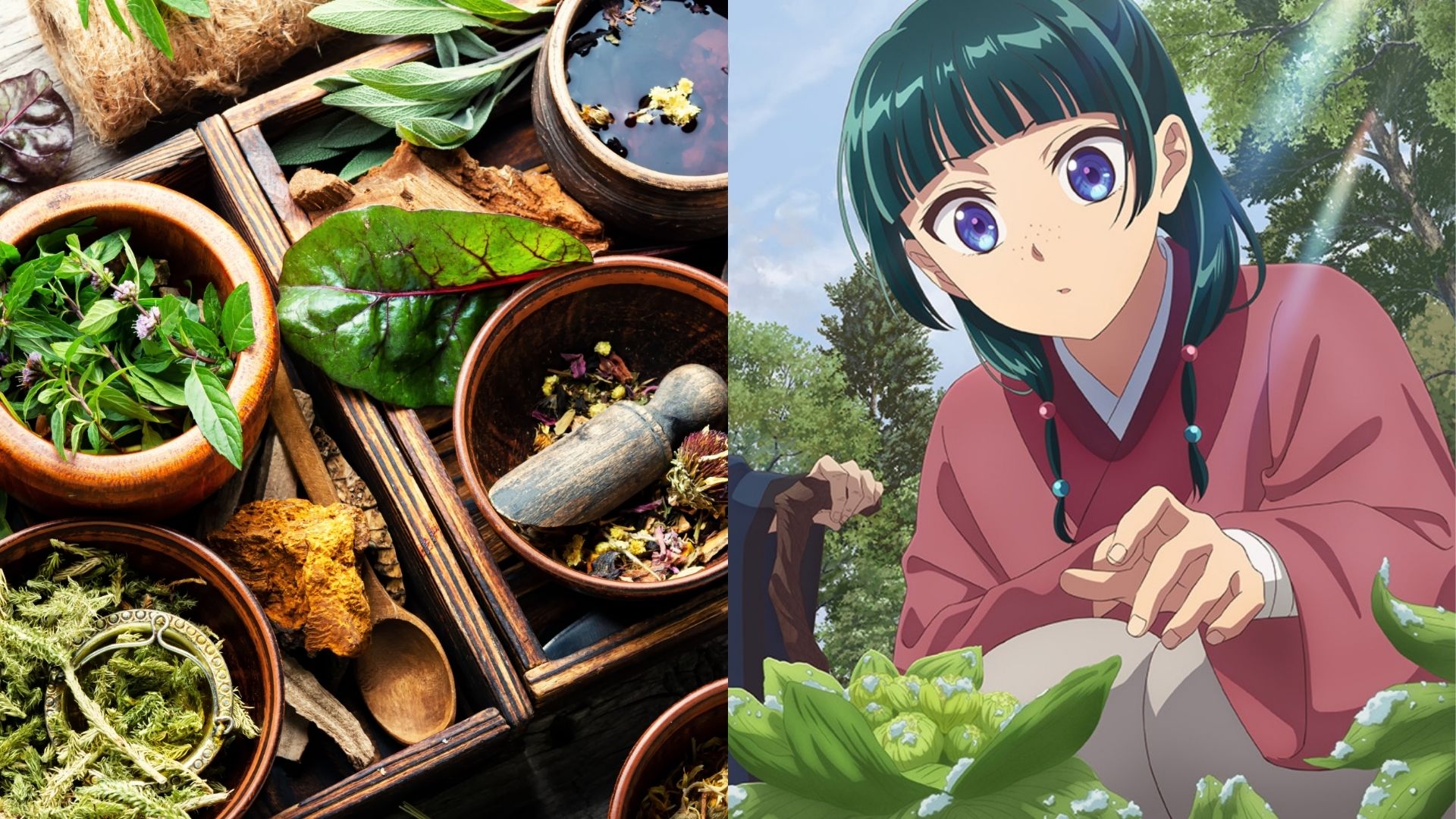 Plantas medicinales: cuando el conocimiento ancestral se vuelve ciencia Plantas medicinales: cuando el conocimiento ancestral se vuelve ciencia