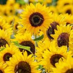 ¿Por qué se regalan flores amarillas cada 21 de septiembre? Entérate