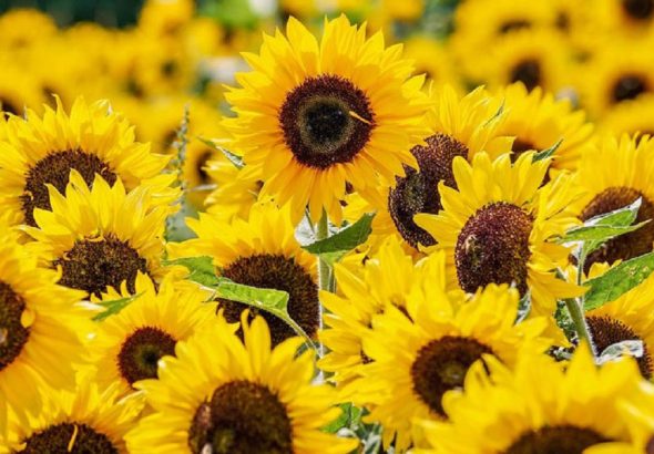 ¿Por qué se regalan flores amarillas cada 21 de septiembre? Entérate